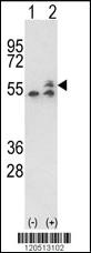 Anti-PCDHA9 Rabbit Polyclonal Antibody