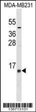 Anti-LST1 Rabbit Polyclonal Antibody (Biotin)