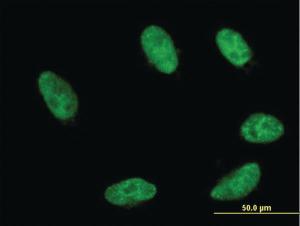 Anti-GBX2 Mouse Monoclonal Antibody [clone: 2D8]