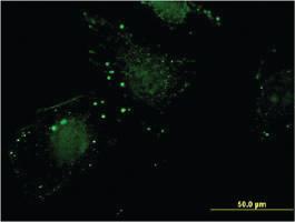 Anti-NIT1 Mouse Monoclonal Antibody [clone: 1C3]