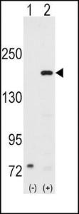 Anti-SRC Rabbit Polyclonal Antibody