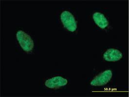 Anti-GBX2 Mouse Monoclonal Antibody [clone: 2D8]