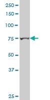 Anti-TRIM9 Mouse Polyclonal Antibody