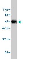 Anti-ICOSL Mouse Monoclonal Antibody [clone: 2D12]