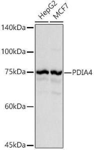 Western blot analysis of extracts of various cell lines, using Anti-ERp72 Antibody (A9438) at 1:1,000 dilution. The secondary antibody was Goat Anti-Rabbit IgG H&L Antibody (HRP) at 1:10,000 dilution.