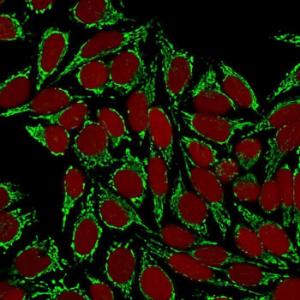 Immunofluorescent analysis of methanol fixed HeLa cells stained with Anti-HSP60 Antibody [HSPD1/780] followed by Goat Anti-Mouse IgG (CF&#174; 488) (Green) Nuclear counterstain is RedDot