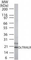 Anti-TNFRSF10C Rabbit Polyclonal Antibody