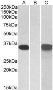 Antibody anti-CRISP2 A83603-100 100 µg