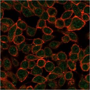 Immunofluorescent analysis of PFA-fixed HeLa cells stained with Anti-TDRKH Antibody [PCRP-TDRKH-1H2] followed by Goat Anti-Mouse IgG (CFand#174; 488) (Green). CFand#174; 640A Phalloidin (Red)