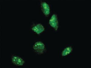 Anti-GBX2 Mouse Monoclonal Antibody [clone: 1C11]