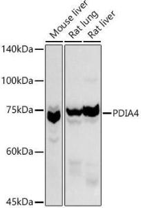 Western blot analysis of extracts of various cell lines, using Anti-ERp72 Antibody (A9438) at 1:1,000 dilution. The secondary antibody was Goat Anti-Rabbit IgG H&L Antibody (HRP) at 1:10,000 dilution.