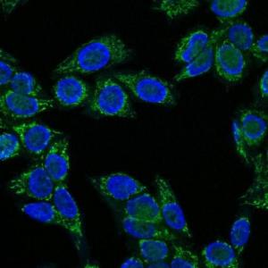 Immunofluorescent analysis of HeLa cells stained with Anti-IGF1 Antibody [IGF1/1020] (CF&#174; 647R) (Green) Nuclei are counter stained with DAPI (Blue)