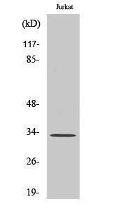 Western blot analysis of various cells using Anti-TEF Antibody