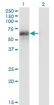 Anti-BIN1 Mouse Monoclonal Antibody [clone: 2C7]