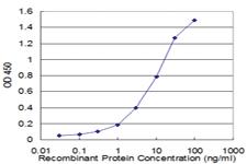 Anti-BIN1 Mouse Monoclonal Antibody [clone: 2C7]