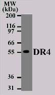 Anti-TNFRSF10A Mouse Monoclonal Antibody [clone: 32A1380]