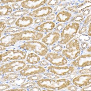 Immunohistochemistry analysis of paraffin-embedded mouse kidney using Anti-ERp72 Antibody (A9438) at a dilution of 1:50 (40x lens). Perform high pressure antigen retrieval with 10 mM citrate buffer pH 6.0 before commencing with IHC staining protocol.