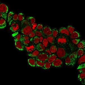 Immunofluorescent analysis of PFA fixed MCF-7 cells stained with Anti-HSP60 Antibody [HSPD1/780] followed by Goat Anti-Mouse IgG (CF&#174; 488) (Green) Nuclear counterstain is RedDot