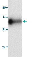 Anti-CCL2 Mouse Monoclonal Antibody [clone: 6h75]