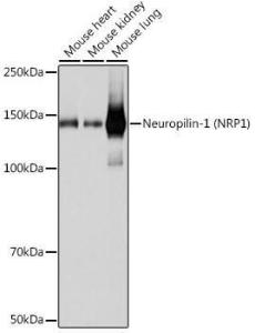 Western blot analysis of extracts of various cell lines, using Anti-Neuropilin 1 Antibody [ARC0488] (A306268) at 1:1000 dilution. The secondary Antibody was Goat Anti-Rabbit IgG H&L Antibody (HRP) at 1:10000 dilution. Lysates/proteins were present at 25 µg per lane