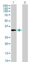 Anti-AMT Mouse Polyclonal Antibody