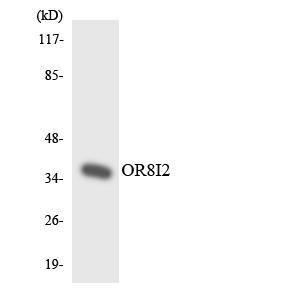 Western blot analysis of the lysates from HeLa cells using Anti-OR8I2 Antibody