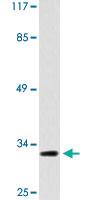 Anti-TAS2R1 Rabbit Polyclonal Antibody