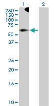 Anti-TRIM9 Rabbit Polyclonal Antibody