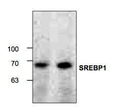 Anti-SREBP-1 Rabbit Polyclonal Antibody