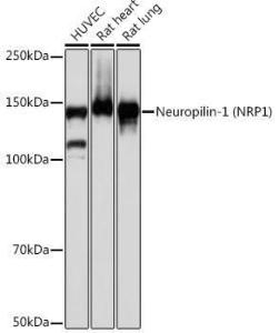 Western blot analysis of extracts of various cell lines, using Anti-Neuropilin 1 Antibody [ARC0488] (A306268) at 1:1000 dilution. The secondary Antibody was Goat Anti-Rabbit IgG H&L Antibody (HRP) at 1:10000 dilution. Lysates/proteins were present at 25 µg per lane