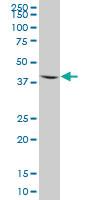 Anti-AMT Mouse Polyclonal Antibody