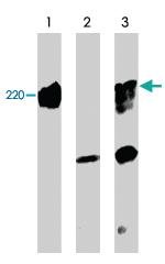 Anti-PLXNA1 Rabbit Polyclonal Antibody