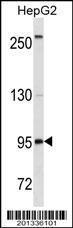 Anti-CD19 Mouse Monoclonal Antibody [clone: 400CT14.1.4]