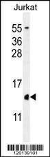 Anti-H2AFZ Rabbit Polyclonal Antibody (APC (Allophycocyanin))