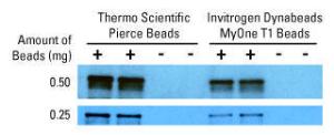 Pierce™ Streptavidin Magnetic Beads