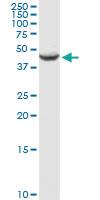 Anti-AMT Rabbit Polyclonal Antibody