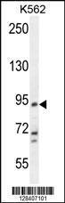 Anti-KCNH4 Rabbit Polyclonal Antibody (APC (Allophycocyanin))