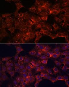 Immunofluorescence analysis of C6 cells using Anti-PDP2 Antibody (A93290) at a dilution of 1:100. DAPI was used to stain the cell nuclei (blue)