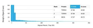 Analysis of protein array containing more than 19,000 full-length human proteins using Anti-TDRKH Antibody [PCRP-TDRKH-1H2]