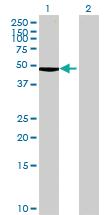 Anti-DTNBP1 Mouse Polyclonal Antibody