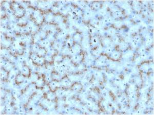 Immunohistochemical analysis of formalin-fixed, paraffin-embedded human liver using Anti-Apolipoprotein D Antibody [APOD/3412]