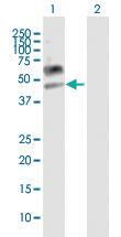 Anti-LAMP3 Mouse Polyclonal Antibody