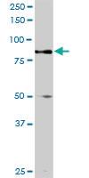 Anti-TRIM9 Rabbit Polyclonal Antibody