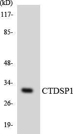 Anti-CTDSP1 Rabbit Polyclonal Antibody