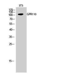 Western blot analysis of 3T3 cells using Anti-GPR110 Antibody