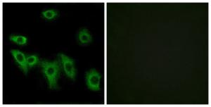 Immunofluorescence analysis of HUVEC cells using Anti-OR8H3 Antibody The right hand panel represents a negative control, where the antibody was pre-incubated with the immunising peptide