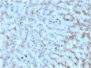 Immunohistochemical analysis of formalin-fixed, paraffin-embedded human liver using Anti-Apolipoprotein D Antibody [APOD/3412]