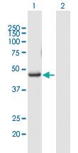 Anti-RUNX3 Mouse Polyclonal Antibody