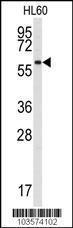 Anti-SRMS Rabbit Polyclonal Antibody (PE (Phycoerythrin))