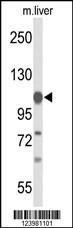 Anti-GLDC Rabbit Polyclonal Antibody (FITC (Fluorescein Isothiocyanate))